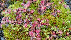 Drosera uniflora