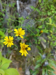 Hieracium venosum