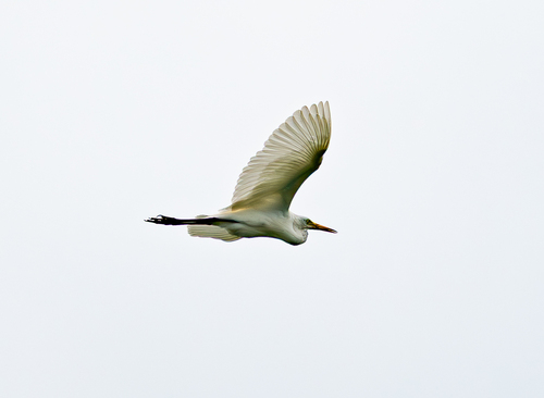 Great Egret
