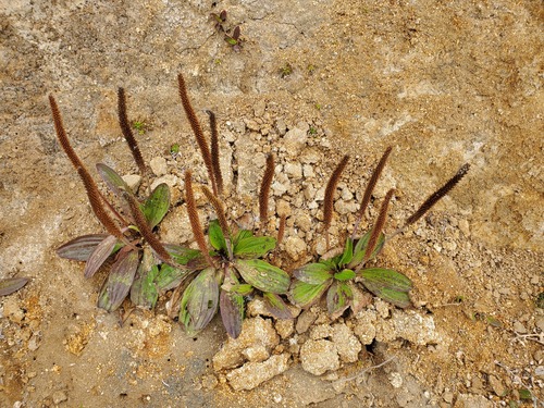 Plantago subnuda, photograph 4