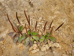 Plantago subnuda, photograph (c) Alex, some rights reserved (CC BY)