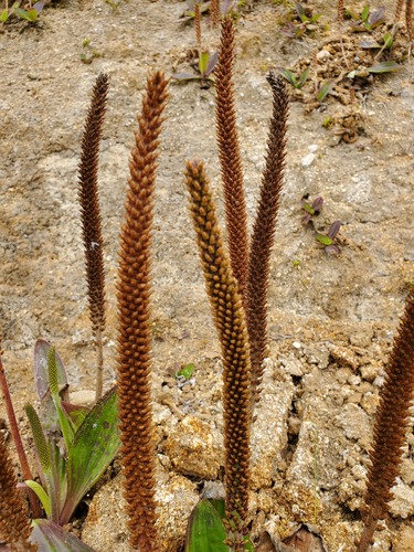 Plantago subnuda, photograph 5