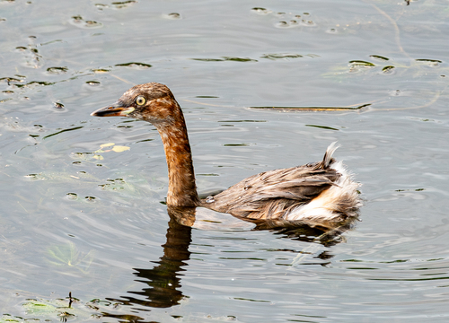 iNaturalist image