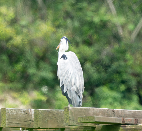 iNaturalist image