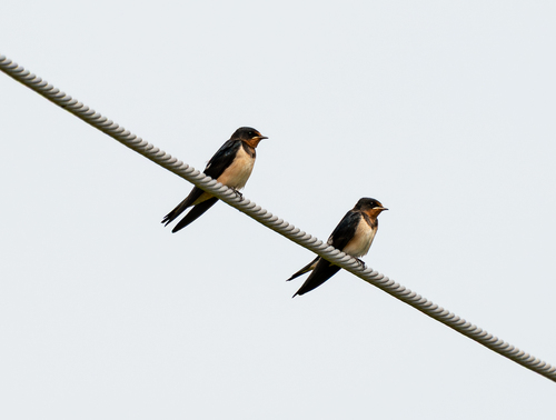 Barn Swallow