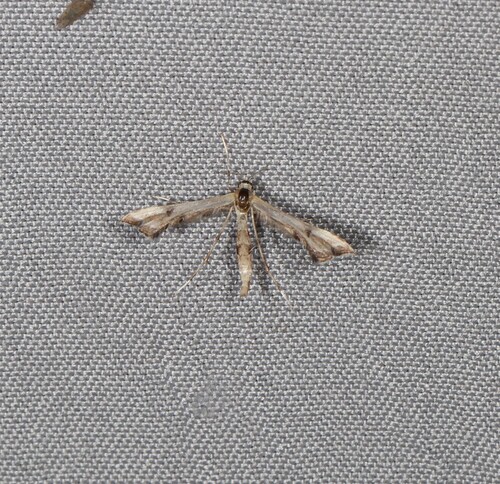 Platyptilia farfarellus, 2026-07-13