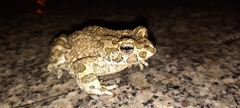 Bufotes viridis viridis