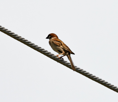 Eurasian Tree Sparrow