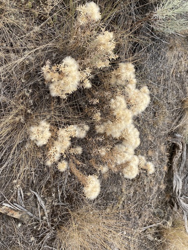 Tetradymia canescens, photograph 3