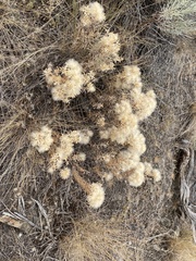 Tetradymia canescens, photograph (c) Z, some rights reserved (CC BY)