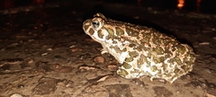 Bufotes viridis viridis