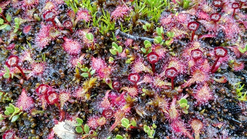 Drosera uniflora