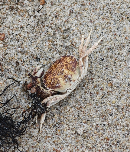 White-tipped Mud Crab · 92279 Klaipėda, Lietuva