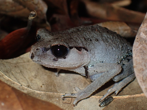 Leptobrachium abbotti