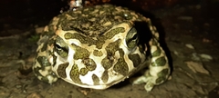 Bufotes viridis viridis