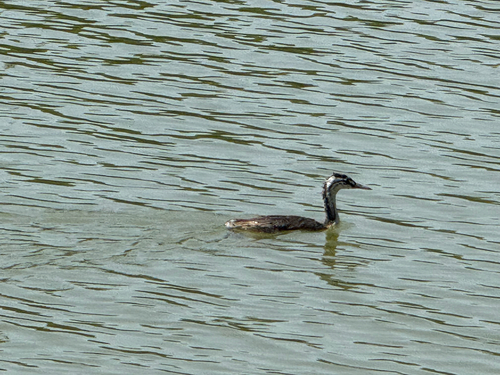 Eurasian Great Crested Grebe