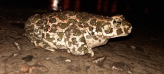 Bufotes viridis viridis