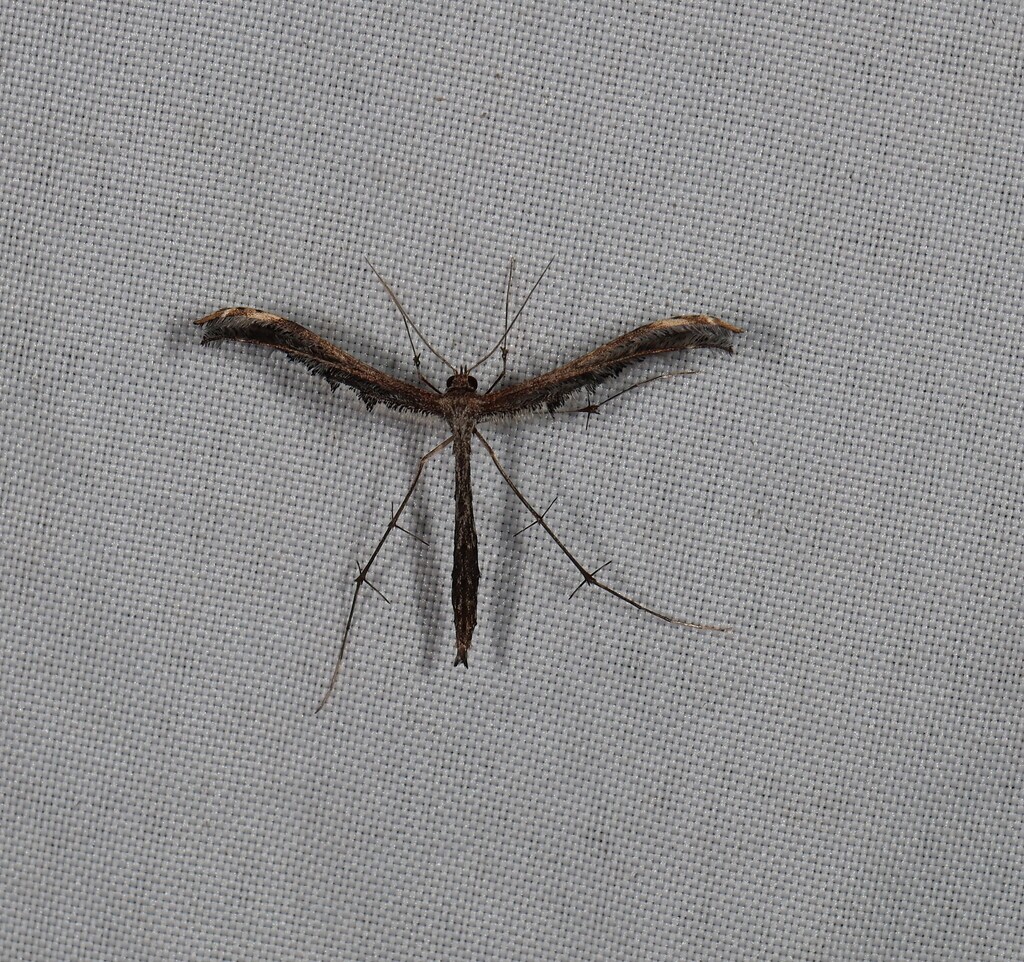 Tetraschalis lemurodes