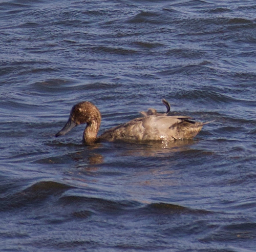 iNaturalist image