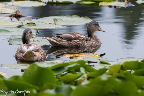iNaturalist image