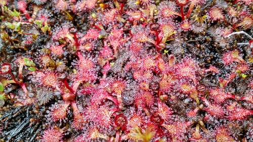 Drosera uniflora