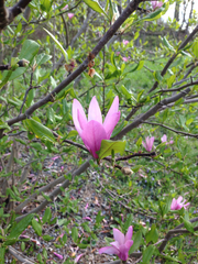 Magnoliales