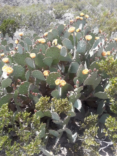 Opuntia orbiculata