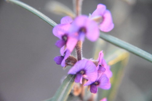 Hovea purpurea observed 2026-07-26