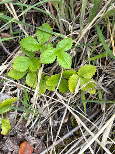 Fragaria, 2026-07-26
