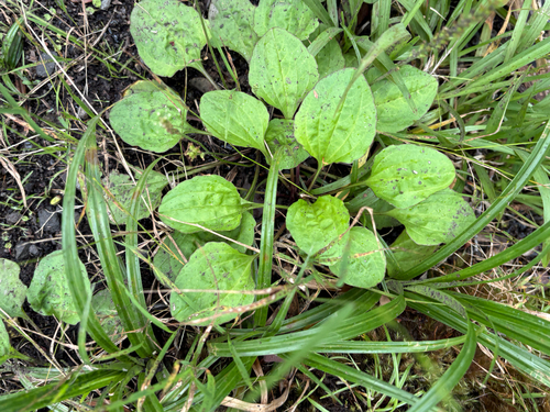Plantago major, 2026-07-26
