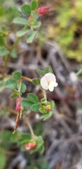 Acmispon parviflorus