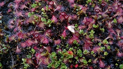Drosera uniflora