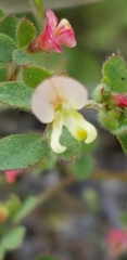 Acmispon parviflorus