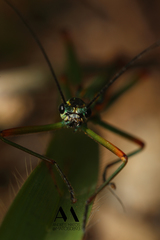 Damasippus