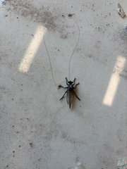 Horse and Deer Flies