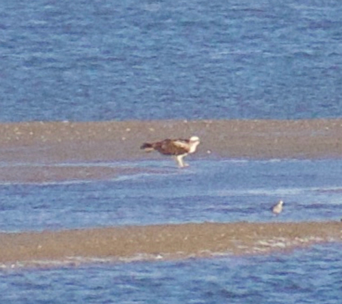 iNaturalist image