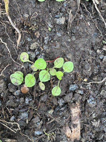 Plantago major observed 2026-07-26
