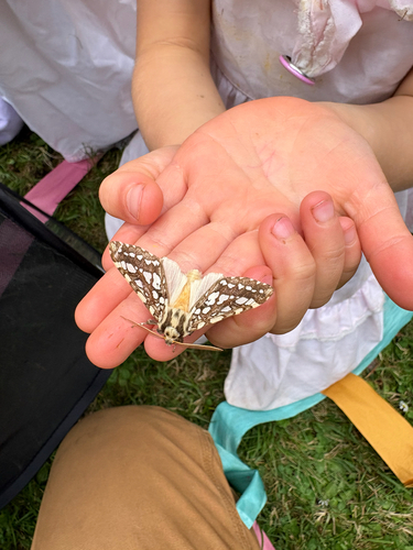 Silver-spotted Tiger Moth photo 5