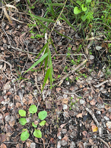 Isachne distichophylla observed 2026-07-26