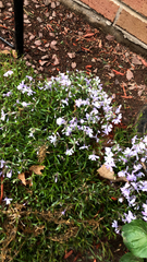 Phlox subulata