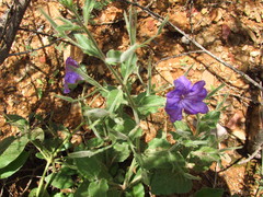Ruellia jimulcensis