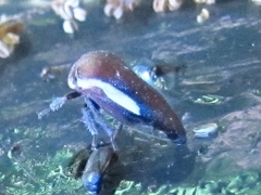 Ophiderma flavicephala