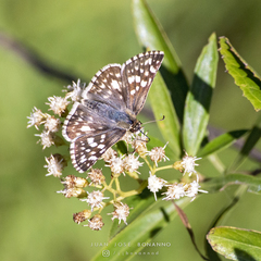Heliopetes americanus bellatrix