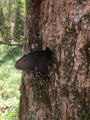 Papilio appalachiensis