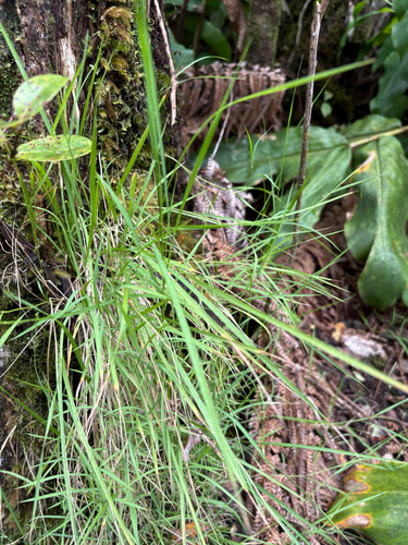 Microlaena stipoides observed 2026-07-26