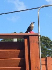 Quiscalus lugubris