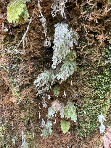 Hymenophyllum lanceolatum observed 2026-07-26