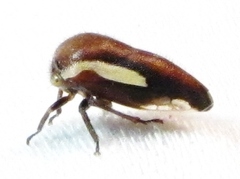 Ophiderma flavicephala