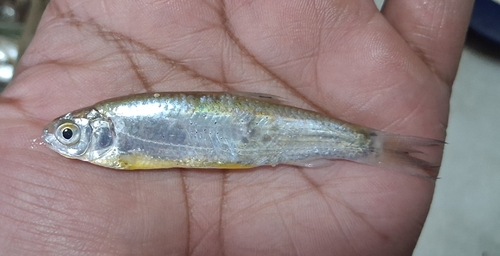 Aspidoparia (Cabdio morar) — Cyprinidae — 2