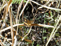 Telenassa berenice